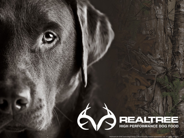 Dog hunting face logo rendering free wallpaper for desktop - medium preview image