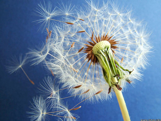 Dandelion seeds blowing blue background free wallpaper for desktop - medium preview image