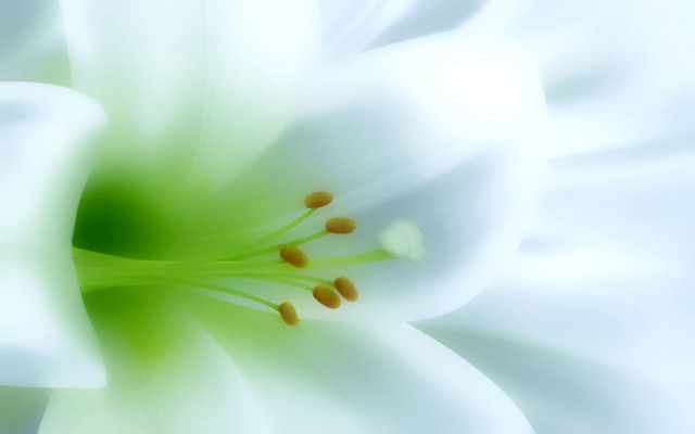 White flower green center stamens free wallpaper for desktop - medium preview image