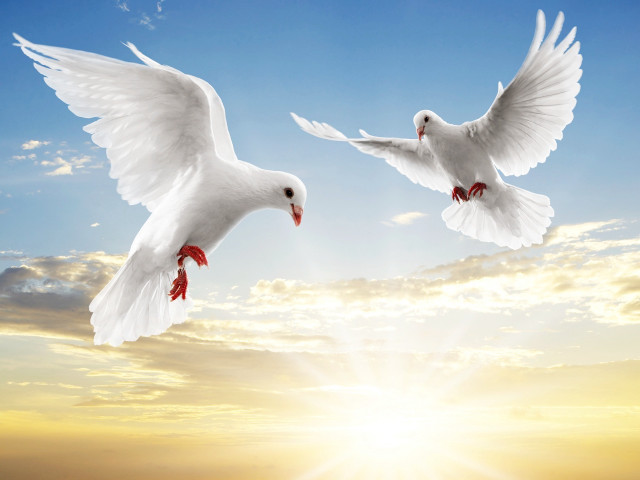Two white birds flying sky free wallpaper for desktop - medium preview image