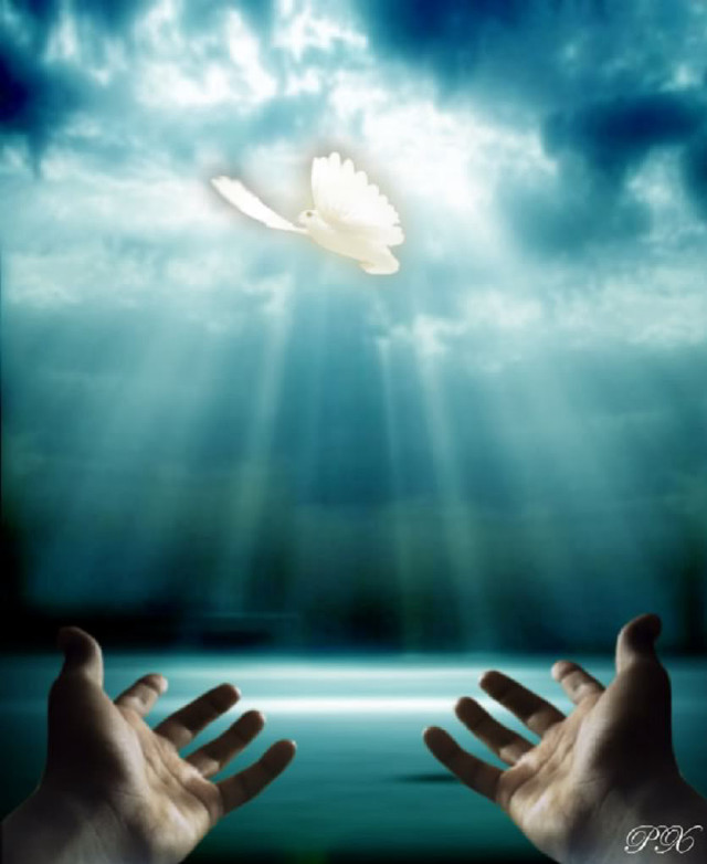 Hands reaching dove flying sky free wallpaper for mobile - medium preview image