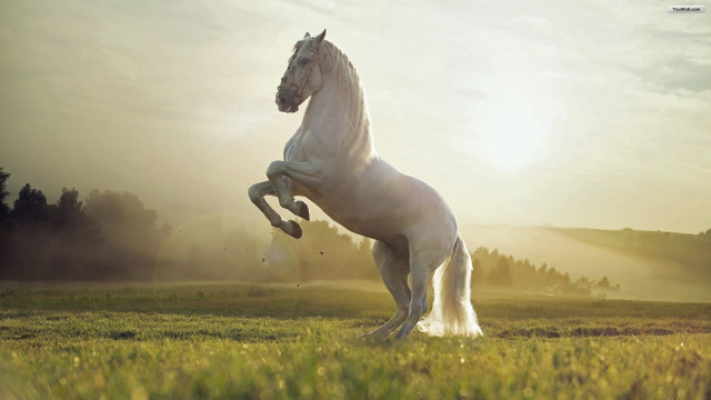 White horse rearing grass sun free wallpaper for desktop - medium preview image