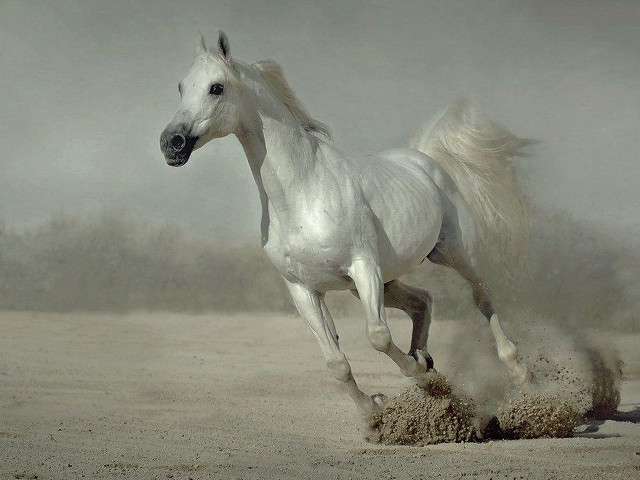 White horse running sand dust free wallpaper for desktop - medium preview image