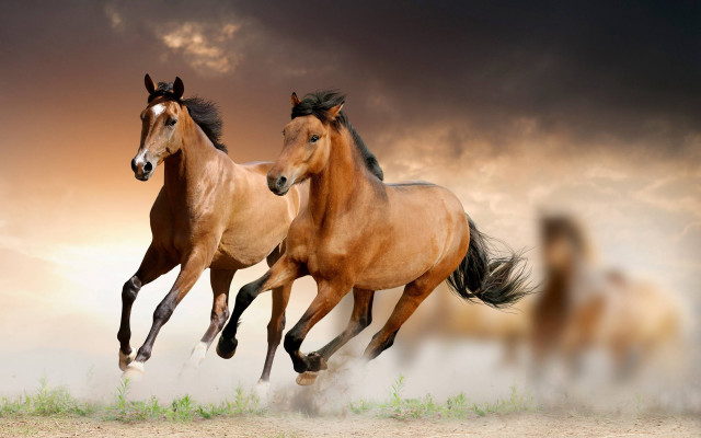 Horses running cloudy sky grass free wallpaper for desktop - medium preview image