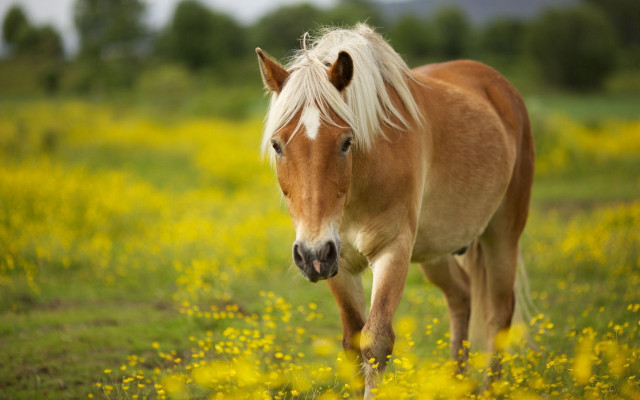 Blonde horse yellow flowers autumn free wallpaper for desktop - medium preview image