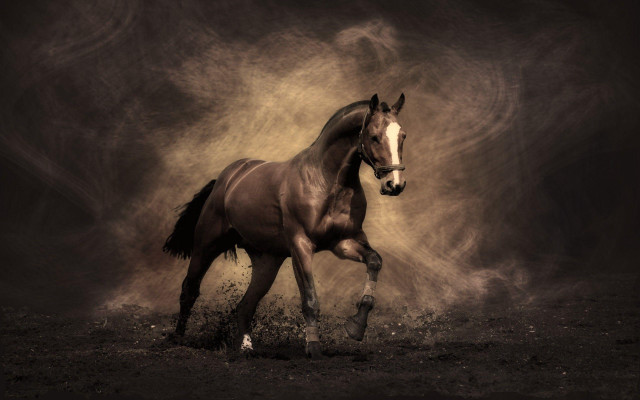 Horse running field dust black #2 free wallpaper for desktop - medium preview image