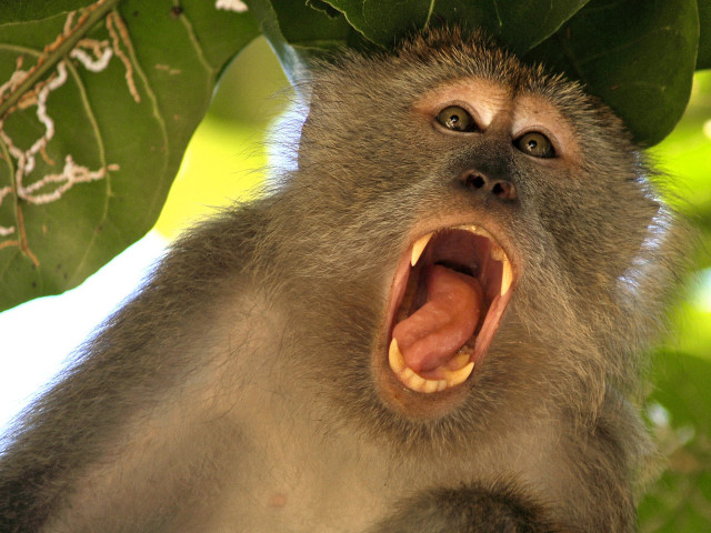 Monkey wide open mouth outdoor free wallpaper for desktop - medium preview image