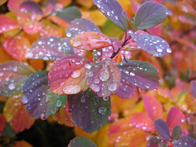 Bush water droplets leaves red free wallpaper for desktop - medium preview image