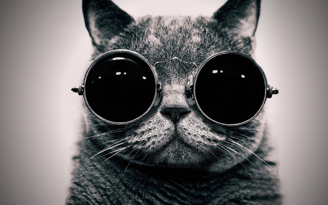 Cat sunglasses background cat face free wallpaper for desktop - medium preview image