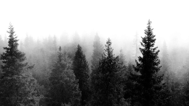 Black white forest fog trees #2 free wallpaper for desktop - medium preview image