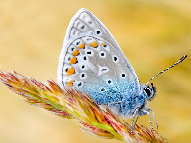 Blue butterfly flower stem blurry free wallpaper for desktop - medium preview image