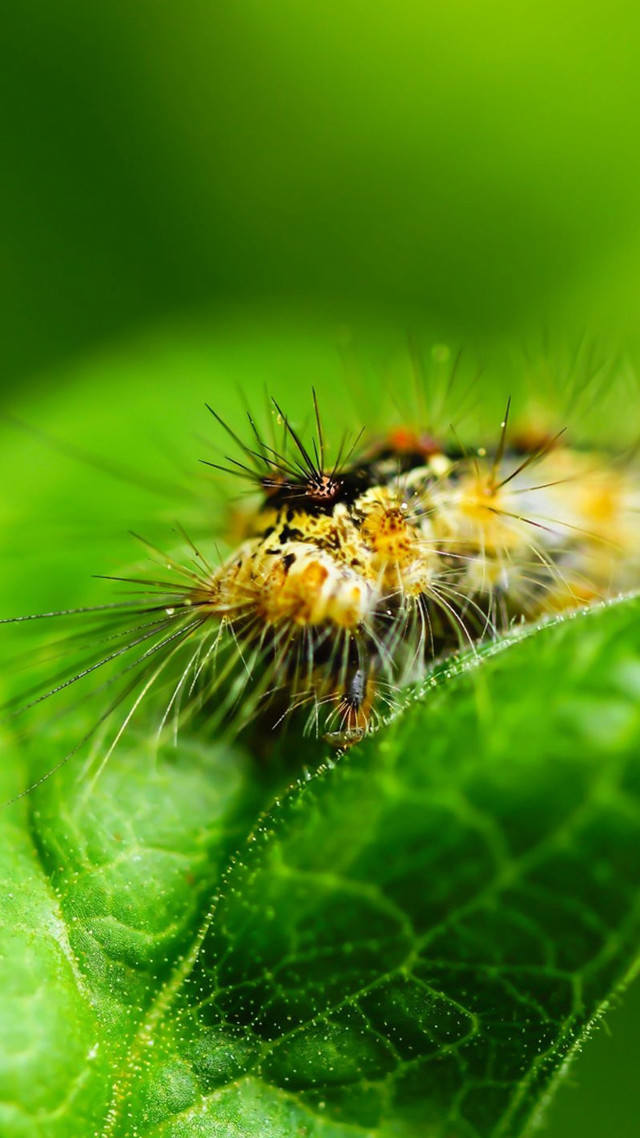 Caterpillar green leaf dew drops free wallpaper for mobile - medium preview image