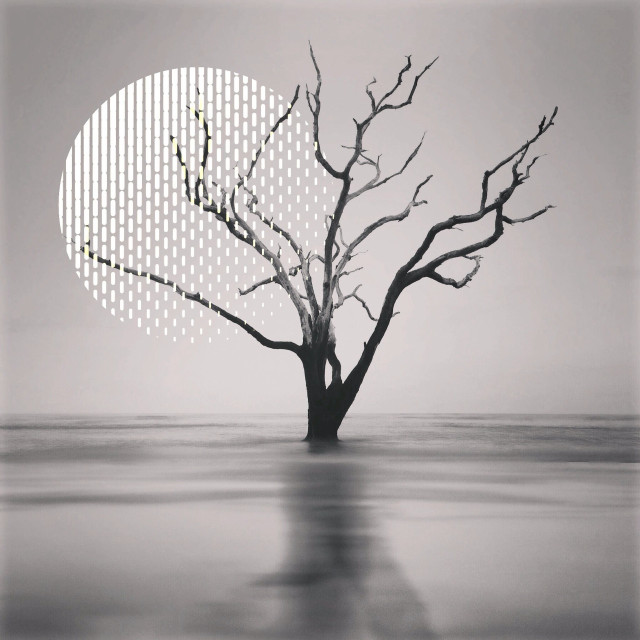 Tree half circle half moon free wallpaper for tablet - medium preview image