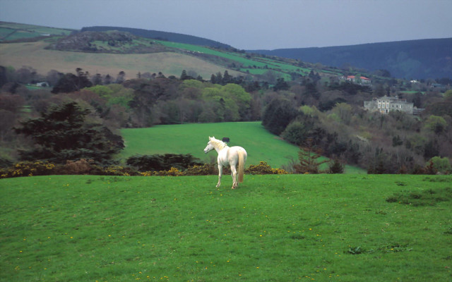 White horse green field hillside free wallpaper for desktop - medium preview image