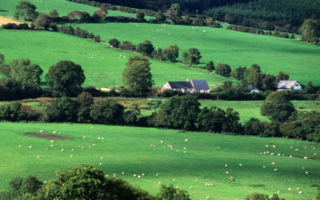Large field house trees sheep free wallpaper for desktop - medium preview image