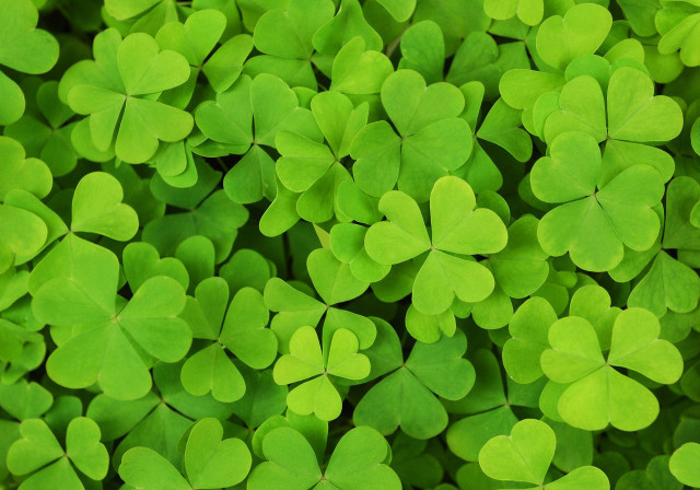 Green shamrocks closeup ecological art free wallpaper for desktop - medium preview image