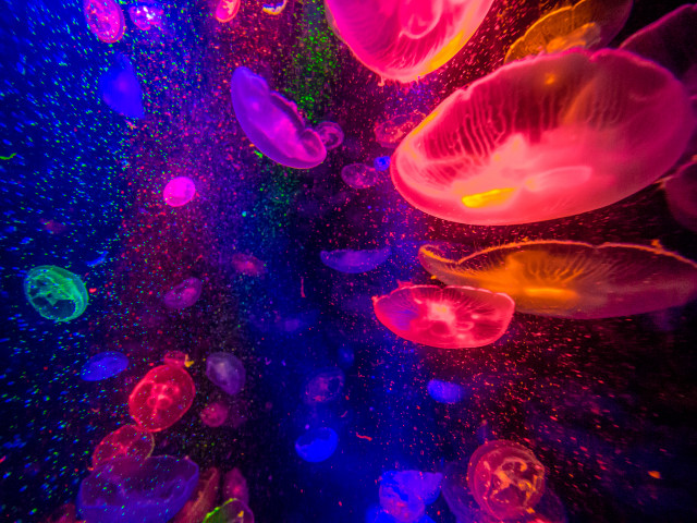 Jellyfish floating dark room colored free wallpaper for desktop - medium preview image