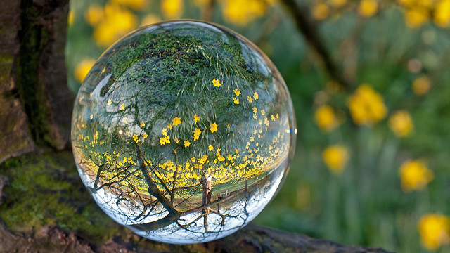 Tree yellow flowers glass ball #2 free wallpaper for desktop - medium preview image