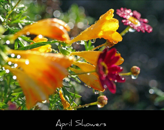 April showers flowers water droplets free wallpaper for desktop - medium preview image