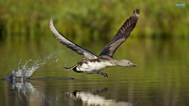 Bird flying over water fish free wallpaper for desktop - medium preview image
