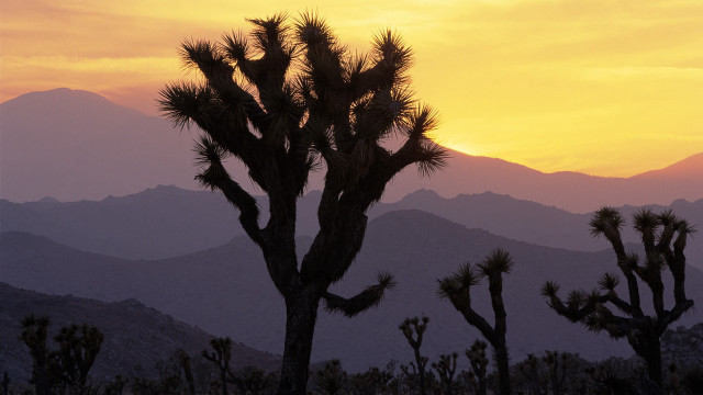Large cactus tree mountain sunset free wallpaper for desktop - medium preview image
