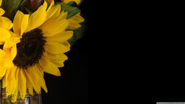 Vase sunflowers yellow black background free wallpaper for desktop - medium preview image