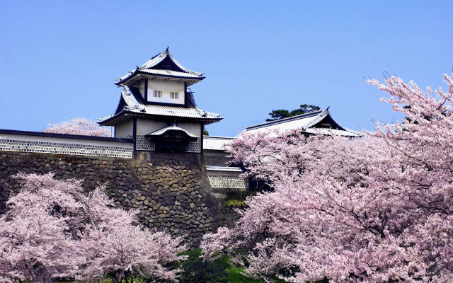 Castle tower cherry blossoms trees free wallpaper for desktop - medium preview image