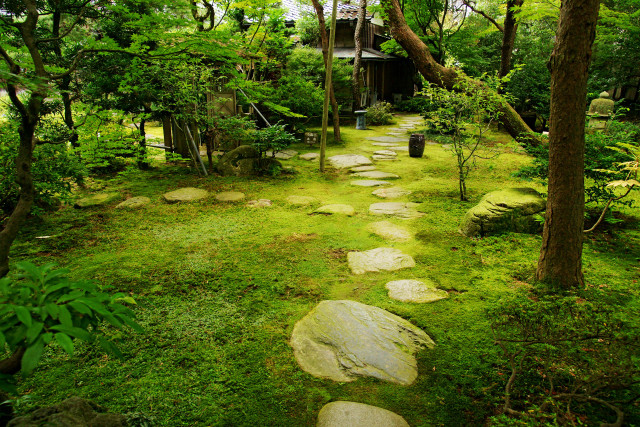 Lush forest path stepping stones free wallpaper for desktop - medium preview image