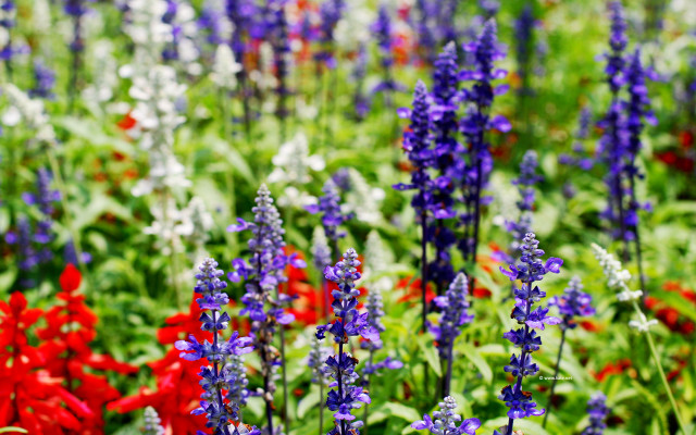 Field flowers red purple blue free wallpaper for desktop - medium preview image