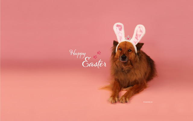Dog bunny hat pink background free wallpaper for desktop - medium preview image