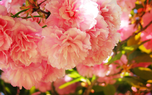 Pink flowers cherry blossoms impressionist free wallpaper for desktop - medium preview image