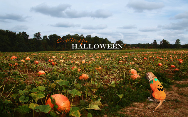 Pumpkin field great halloween sign free wallpaper for desktop - medium preview image