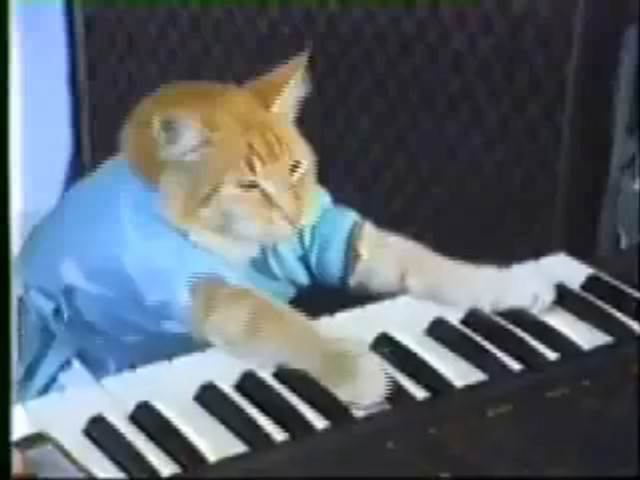 Cat playing keyboard blue shirt free wallpaper for desktop - medium preview image