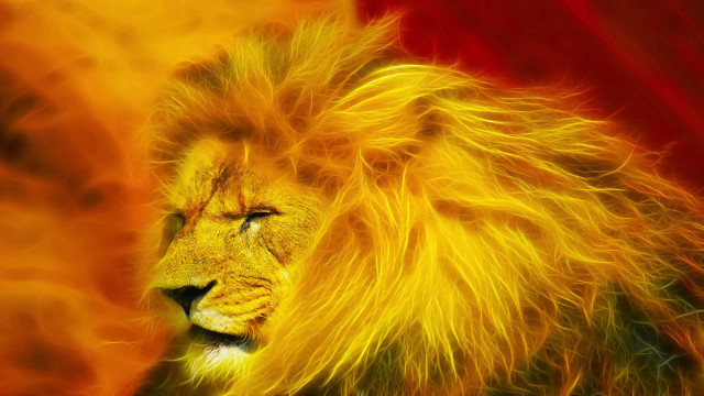 Lion yellow mane red background free wallpaper for desktop - medium preview image