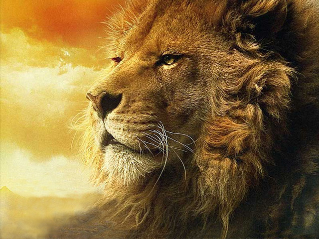 Lion sunset sky clouds furry free wallpaper for desktop - medium preview image