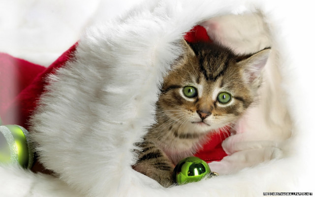 Cat peeking christmas hats green free wallpaper for desktop - medium preview image