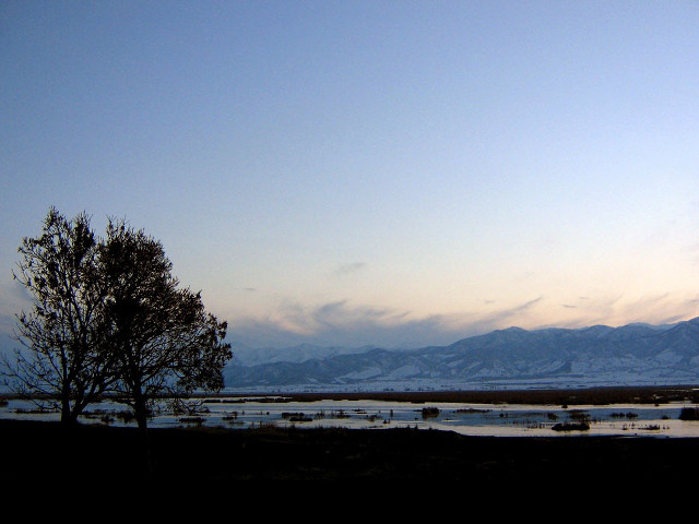Tree field mountains dusk blue free wallpaper for desktop - medium preview image