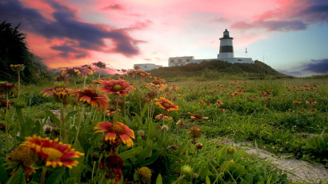 Field flowers lighthouse sunset pink free wallpaper for desktop - medium preview image