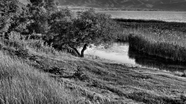 Black white tree river mountains free wallpaper for desktop - medium preview image