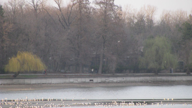 Flock birds lake forest trees free wallpaper for desktop - medium preview image