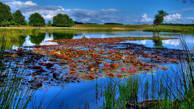 Pond lily pads grass blue free wallpaper for desktop - medium preview image