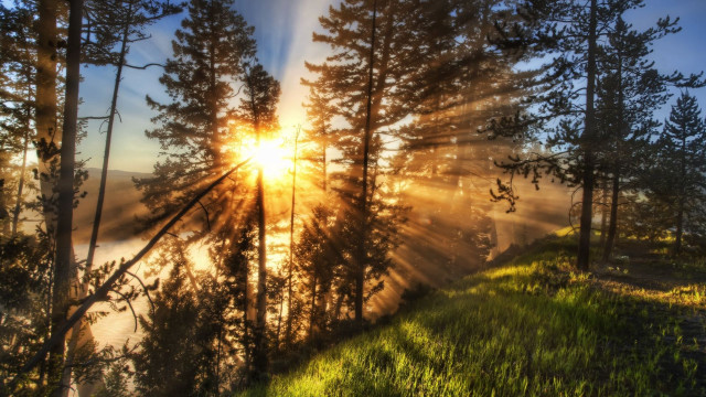 Sunbeam trees forest lake fog free wallpaper for desktop - medium preview image