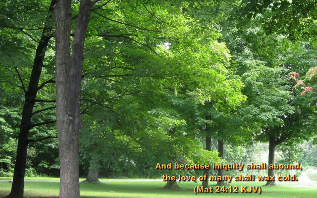 Park trees bibleverse love nature free wallpaper for desktop - medium preview image