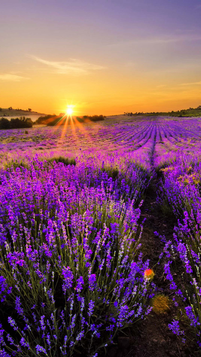 Lavender field sunset purple sky free wallpaper for mobile - medium preview image