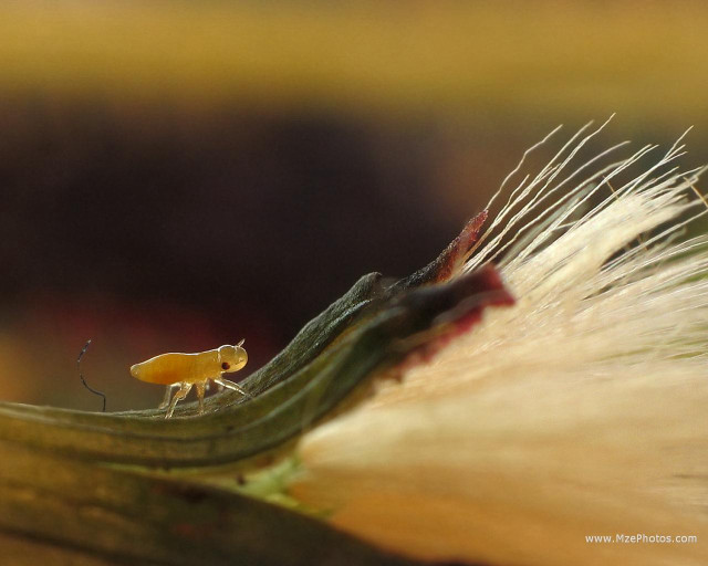 Insect flower white hair yellow free wallpaper for desktop - medium preview image