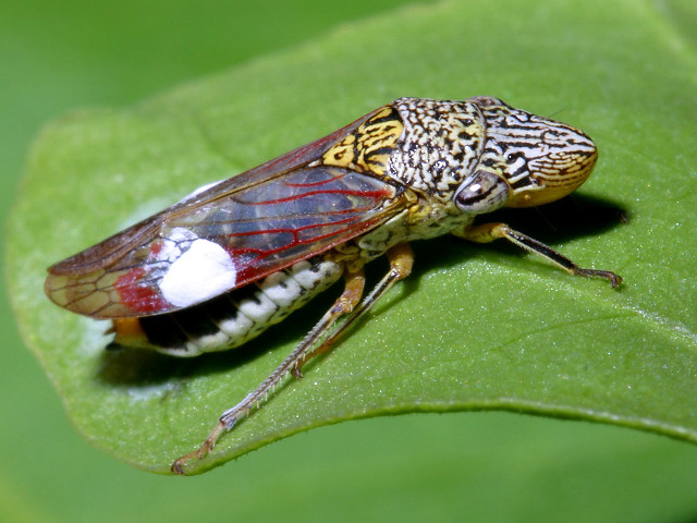 Bug white patch green leaf free wallpaper for desktop - medium preview image