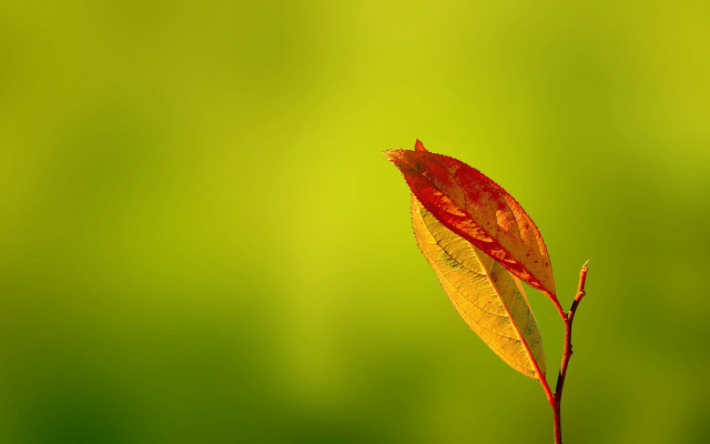 Single leaf stem green background #2 free wallpaper for desktop - medium preview image