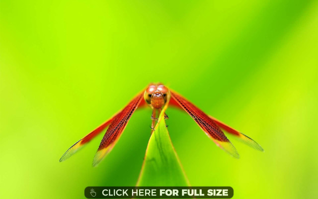 Red insect green leaf dewdrops free wallpaper for desktop - medium preview image
