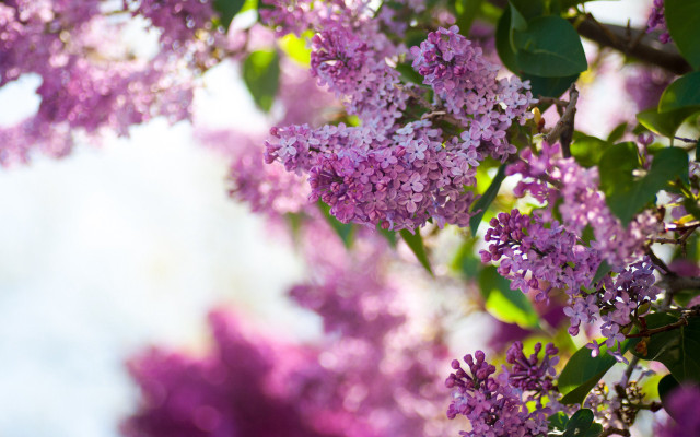 Purple flowers tree white sky #2 free wallpaper for desktop - medium preview image