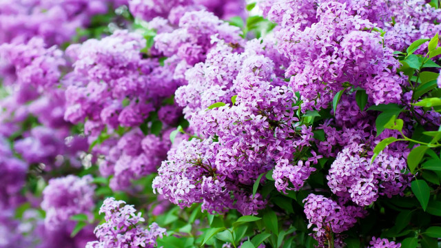 Purple flower bush green leaves free wallpaper for desktop - medium preview image